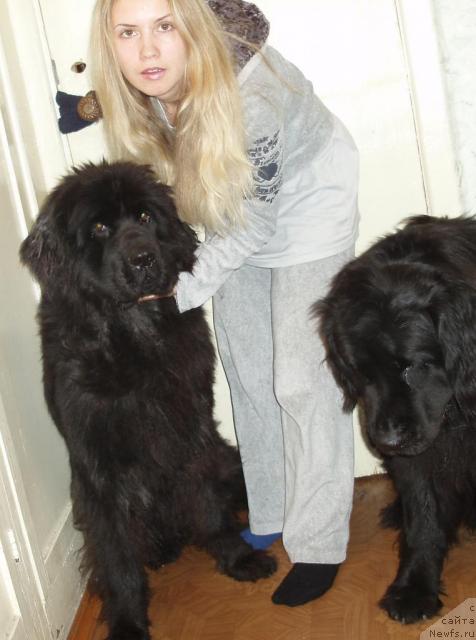 Фото: Александра Канунникова, ньюфаундленд Маг Исполин Копперфильд, ньюфаундленд Алекс Диксон