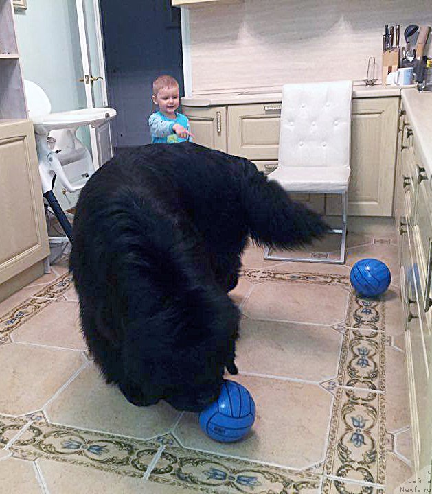 Фото: ньюфаундленд Бегущая по Волнам Чек Пойнт