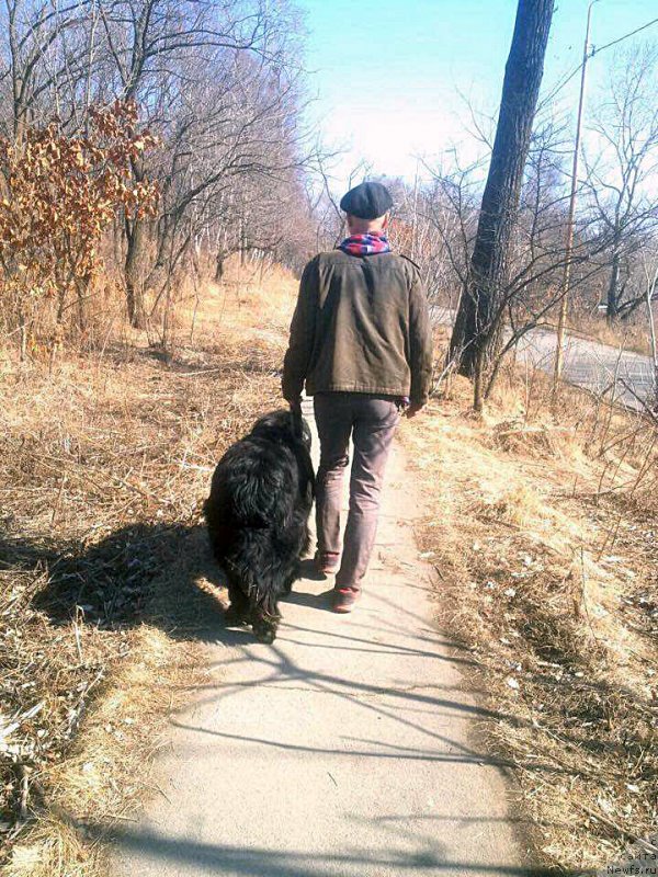 Фото: ньюфаундленд Бегущая по Волнам Чек Пойнт