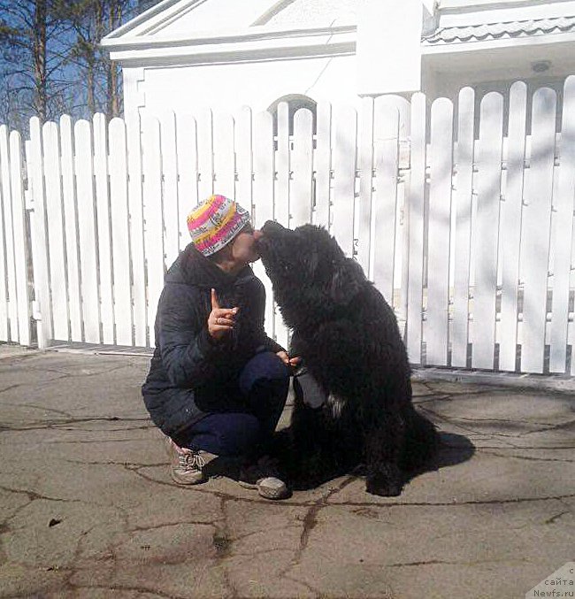 Фото: ньюфаундленд Бегущая по Волнам Чек Пойнт