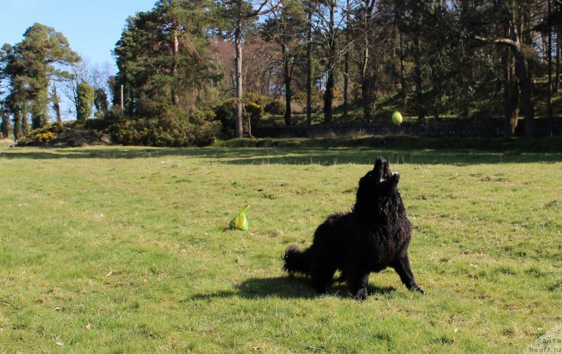 Фото: ньюфаундленд Акватория Келвин Ю Мэйк Май Дрим