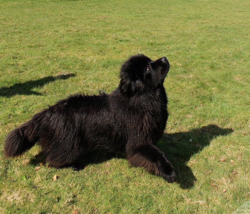 Фото: ньюфаундленд Акватория Келвин Ю Мэйк Май Дрим