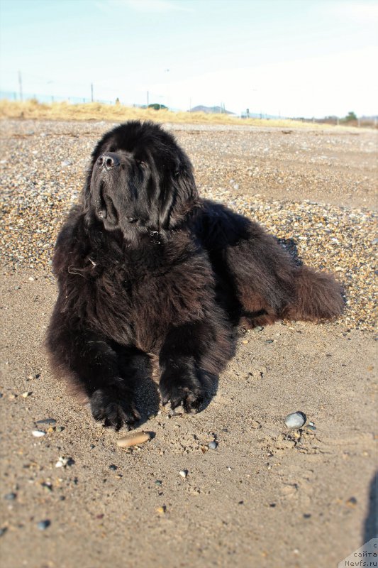 Фото: ньюфаундленд Акватория Келвин Ю Мэйк Май Дрим