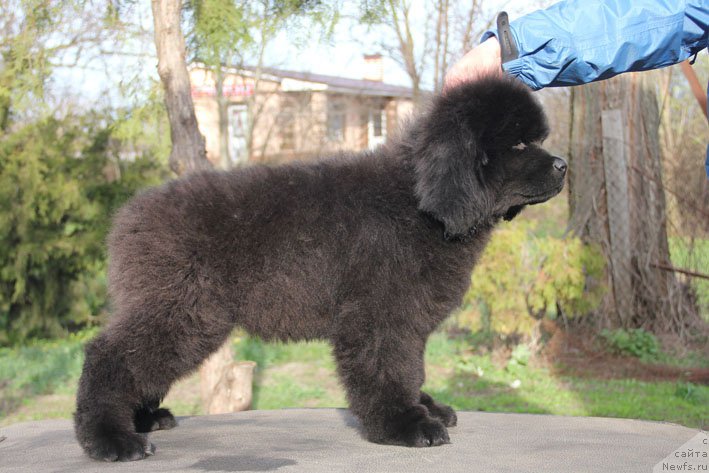 Фото: ньюфаундленд Здоровяк с Берега Дона (Zdorovyak s Berega Dona)