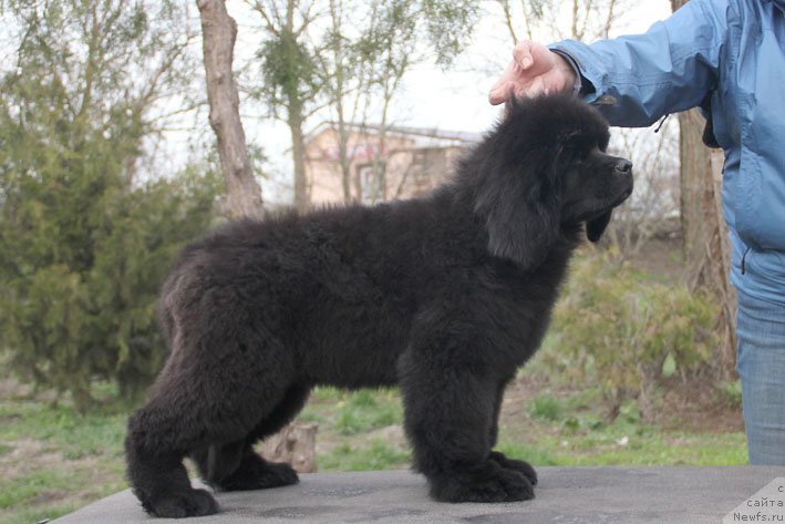 Фото: ньюфаундленд Здравица с Берега Дона (Zdravica s Berega Dona)