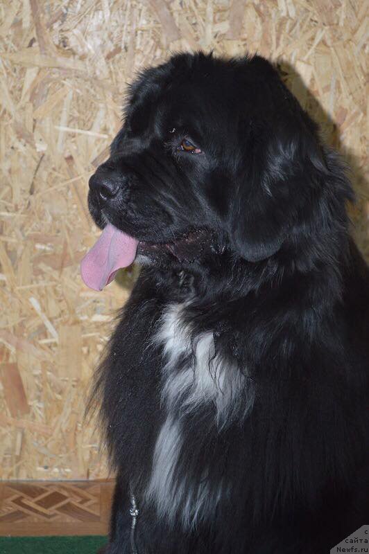 Фото: ньюфаундленд Сент Джонс Евразия