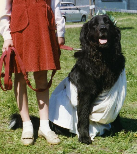 Фото: ньюфаундленд Глорэс Бартоломей