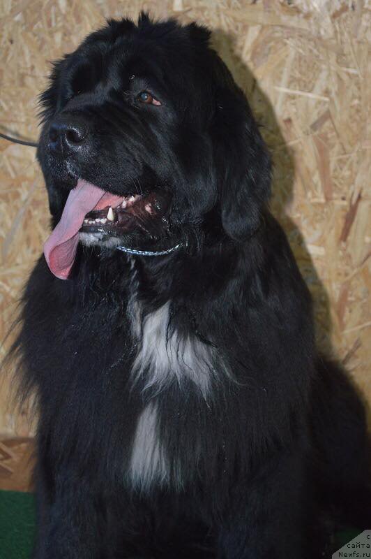 Фото: ньюфаундленд Сент Джонс Евразия