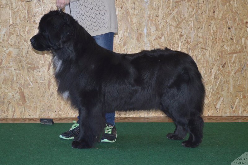 Фото: ньюфаундленд Сент Джонс Евразия