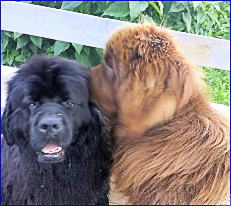 Фото: ньюфаундленд Ньюфорт Тайм'с Голд Алекса, ньюфаундленд Браунблад МСК Хаким Голд Хайдар (Brownblood MSK Hakim Gold Haydar)