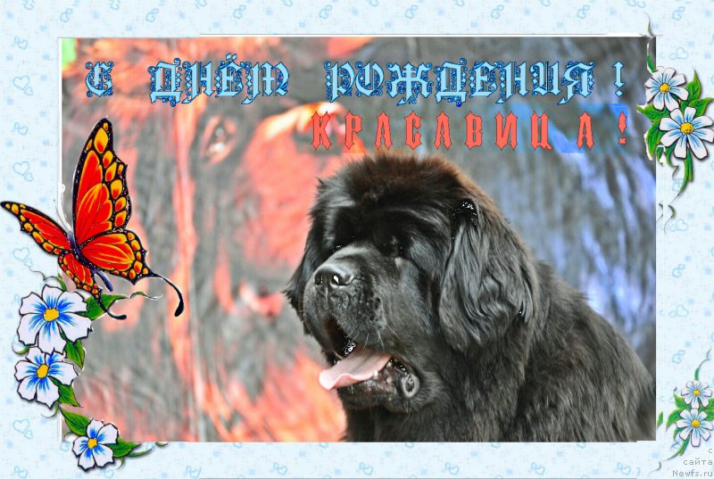 Фото: ньюфаундленд Ньюфорт Тайм'с Голд Алекса