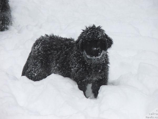 Фото: ньюфаундленд Плюшевая Панда Мона-Лиза