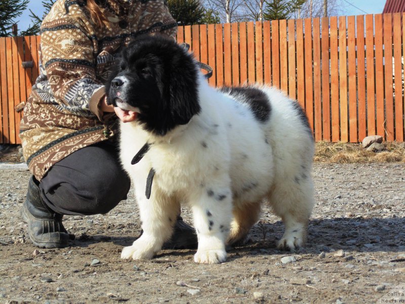Фото: ньюфаундленд Боярд от Карельских Медведей