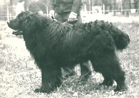 Фото: ньюфаундленд Флоко Торий