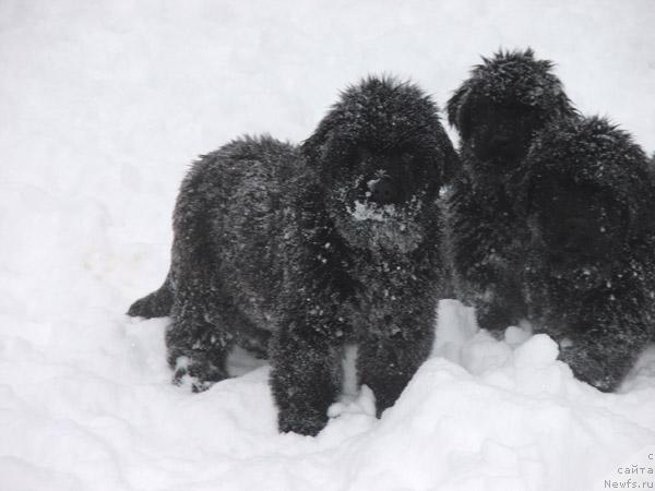 Фото: ньюфаундленд Плюшевая Панда Мистер Икс