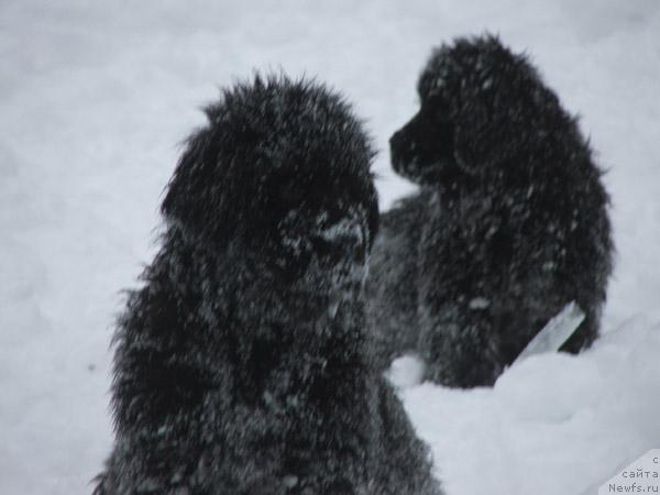 Фото: ньюфаундленд Плюшевая Панда Мистер Икс