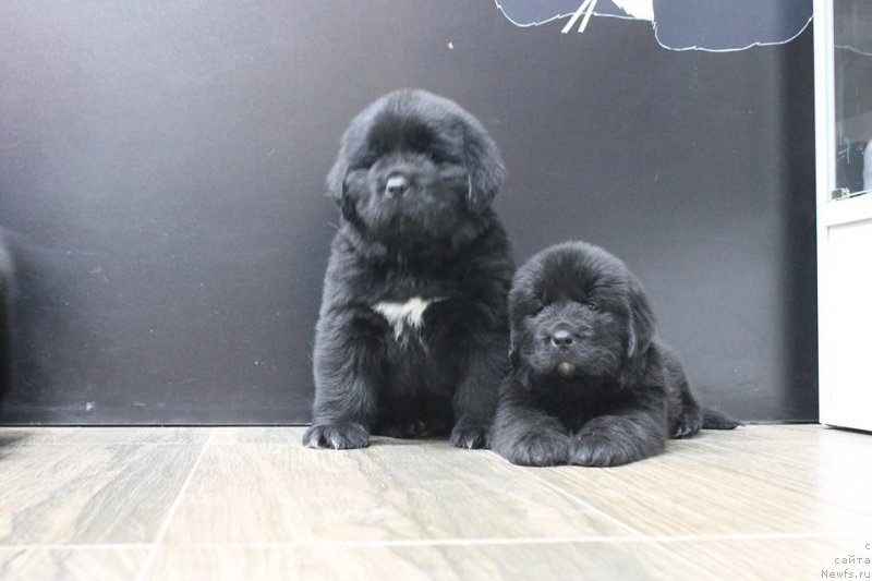 Фотография № 204646