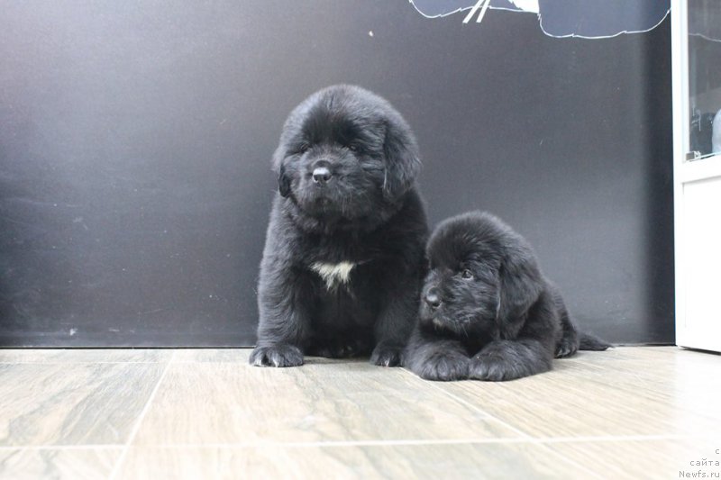 Фотография № 204647