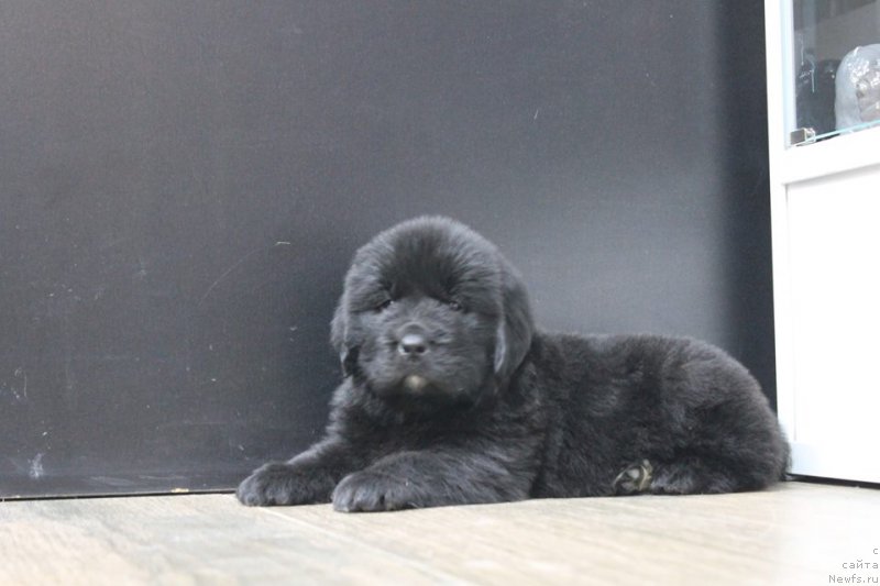 Фотография № 204649