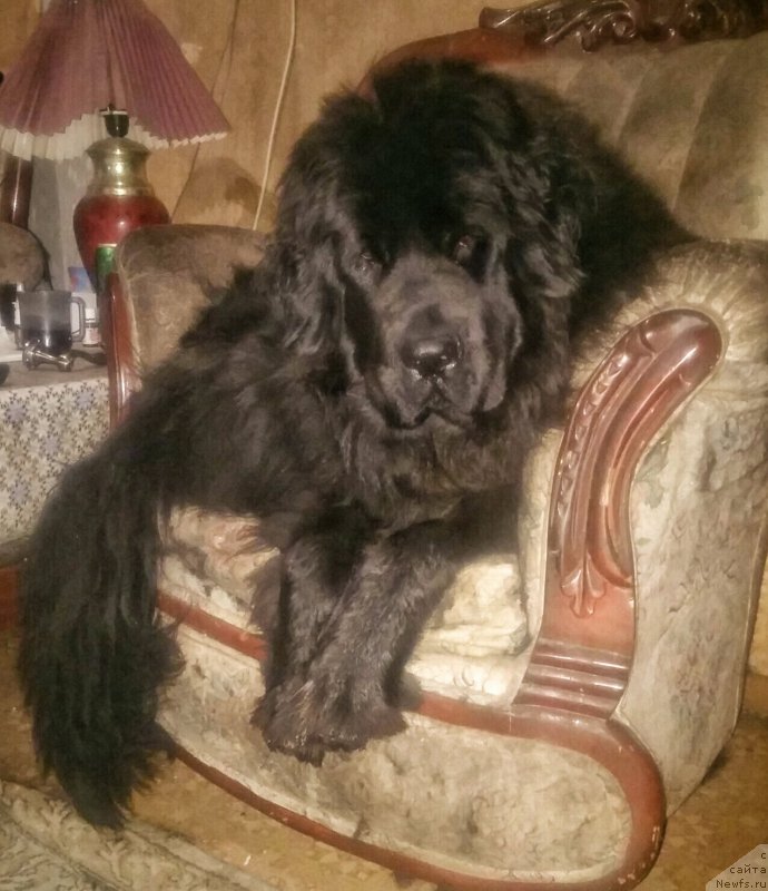 Фото: ньюфаундленд Ньюфорт Дивная Диана, ньюфаундленд Ньюфорт Дивная Диана