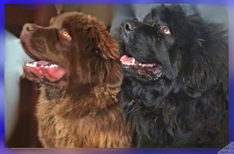 Фото: ньюфаундленд Браунблад МСК Хаким Голд Хайдар (Brownblood MSK Hakim Gold Haydar), ньюфаундленд Ньюфорт Лапочка Дочка