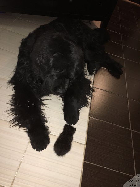 Фото: ньюфаундленд Белкондер-Клаб Ялунго Стронг