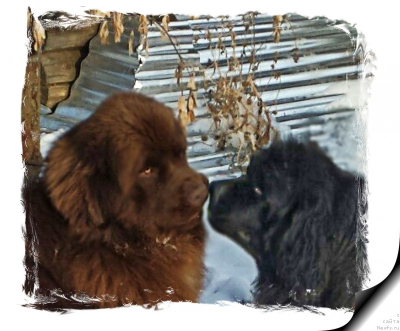 Фото: ньюфаундленд Браунблад МСК Хаким Голд Хайдар (Brownblood MSK Hakim Gold Haydar), ньюфаундленд Ньюфорт Лапочка Дочка