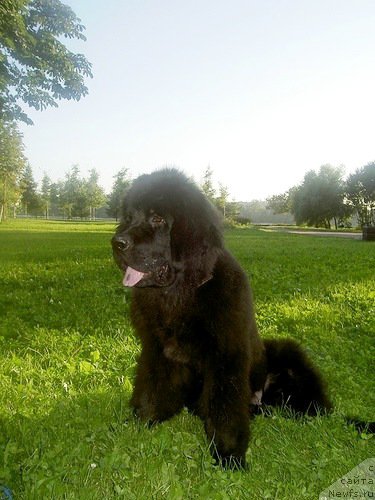 Фото: ньюфаундленд Черная Мафия Зеро Хоур (Chernaya Mafia Zero Hour)