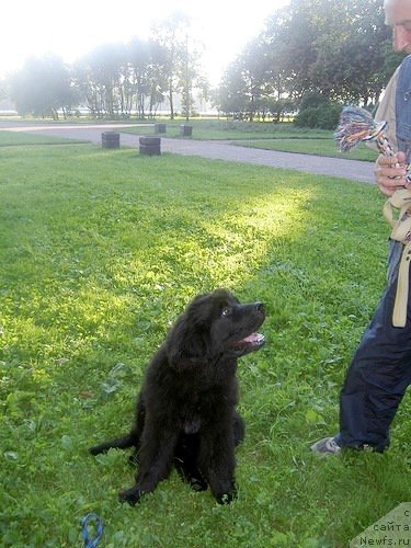 Фото: ньюфаундленд Черная Мафия Зеро Хоур (Chernaya Mafia Zero Hour)