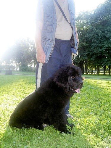 Фото: ньюфаундленд Черная Мафия Зеро Хоур (Chernaya Mafia Zero Hour)