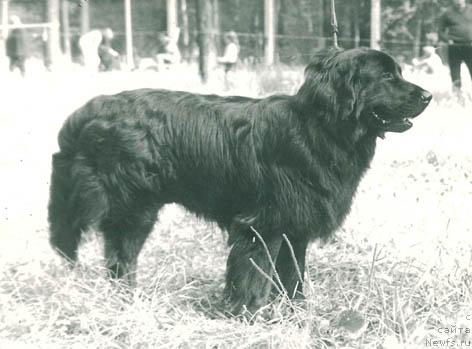 Фото: ньюфаундленд Матиюс Пьер