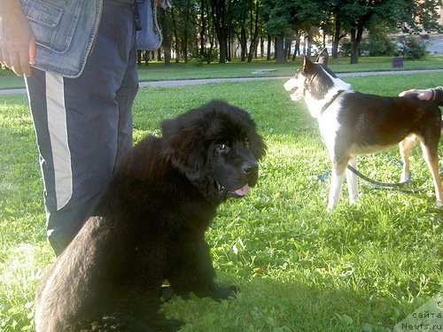 Фото: ньюфаундленд Черная Мафия Зеро Хоур (Chernaya Mafia Zero Hour)