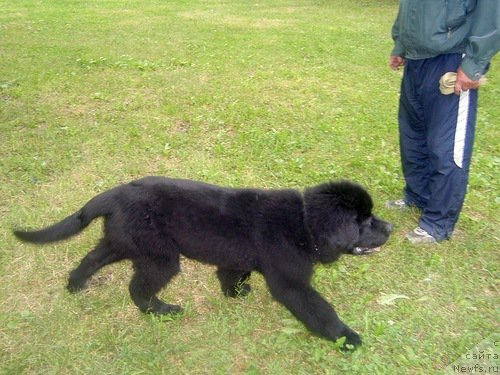 Фото: ньюфаундленд Черная Мафия Зеро Хоур (Chernaya Mafia Zero Hour)