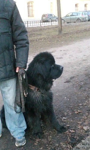 Фото: ньюфаундленд Черная Мафия Зеро Хоур (Chernaya Mafia Zero Hour)