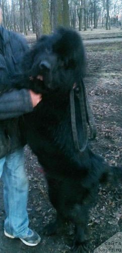 Фото: ньюфаундленд Черная Мафия Зеро Хоур (Chernaya Mafia Zero Hour)