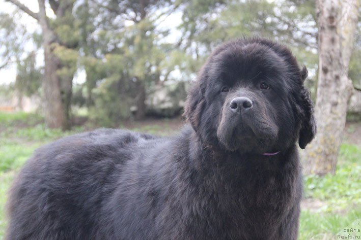 Фотография № 204710