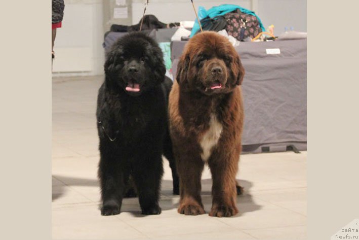 Фотография № 204713