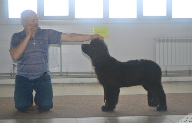 Фото: ньюфаундленд Нежная Карамелька Фиона (Nezhnaya Karamelka Fiona)