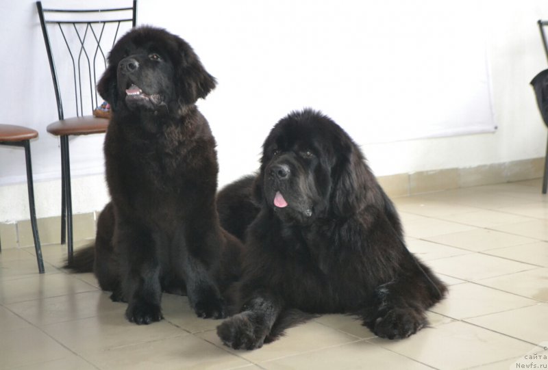 Фото: ньюфаундленд Нежная Карамелька Фиона (Nezhnaya Karamelka Fiona), ньюфаундленд Назар Вятский Медведь (Nazar Vyatskiy Medved)