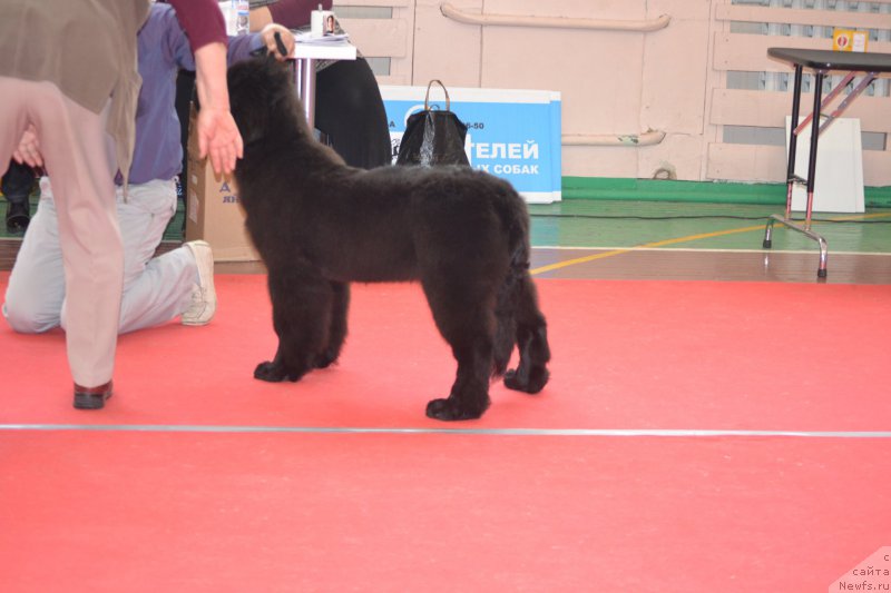 Фото: ньюфаундленд Нежная Карамелька Фиона (Nezhnaya Karamelka Fiona)