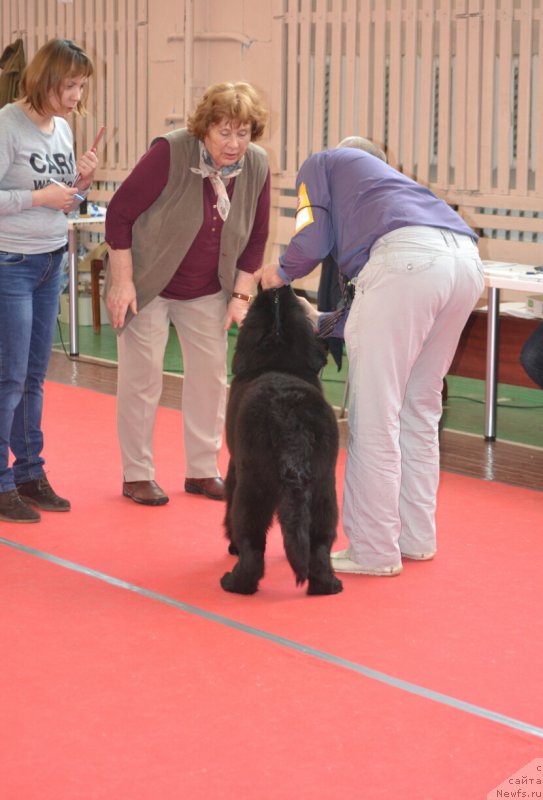 Фото: ньюфаундленд Нежная Карамелька Фиона (Nezhnaya Karamelka Fiona)