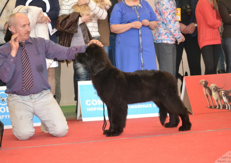 Фото: ньюфаундленд Нежная Карамелька Фиона (Nezhnaya Karamelka Fiona)
