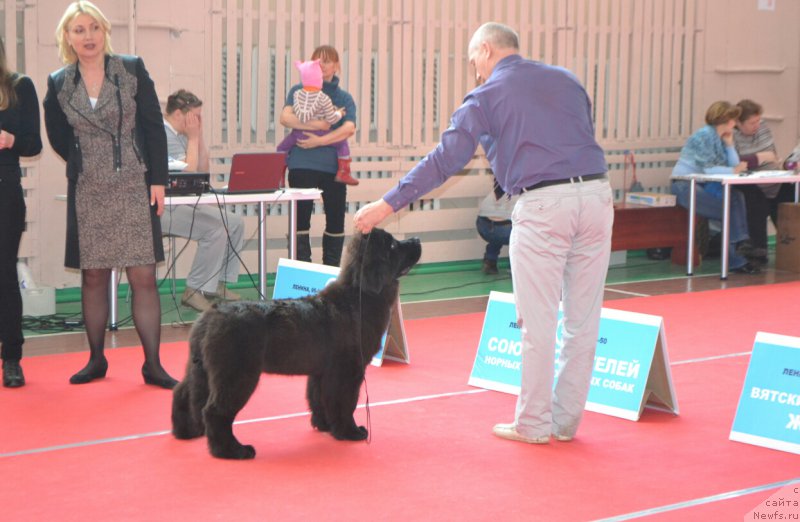 Фото: ньюфаундленд Никита Богатырь Империи (Nikita Bogatyr Imperii)