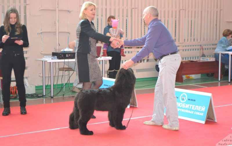 Фото: ньюфаундленд Никита Богатырь Империи (Nikita Bogatyr Imperii)