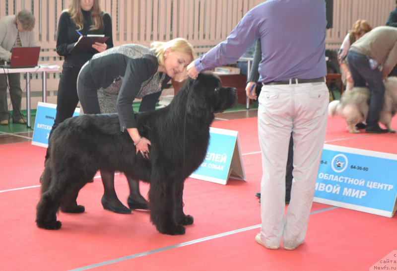 Фото: ньюфаундленд Назар Вятский Медведь (Nazar Vyatskiy Medved)