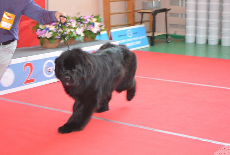 Фото: ньюфаундленд Назар Вятский Медведь (Nazar Vyatskiy Medved)
