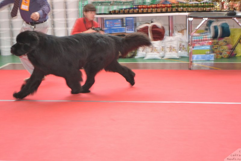 Фото: ньюфаундленд Назар Вятский Медведь (Nazar Vyatskiy Medved)