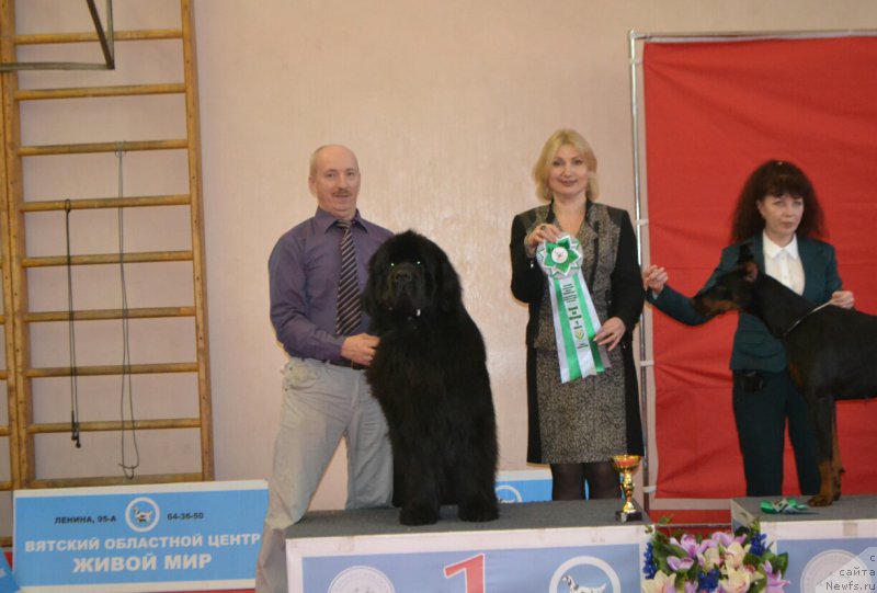 Фото: ньюфаундленд Назар Вятский Медведь (Nazar Vyatskiy Medved)