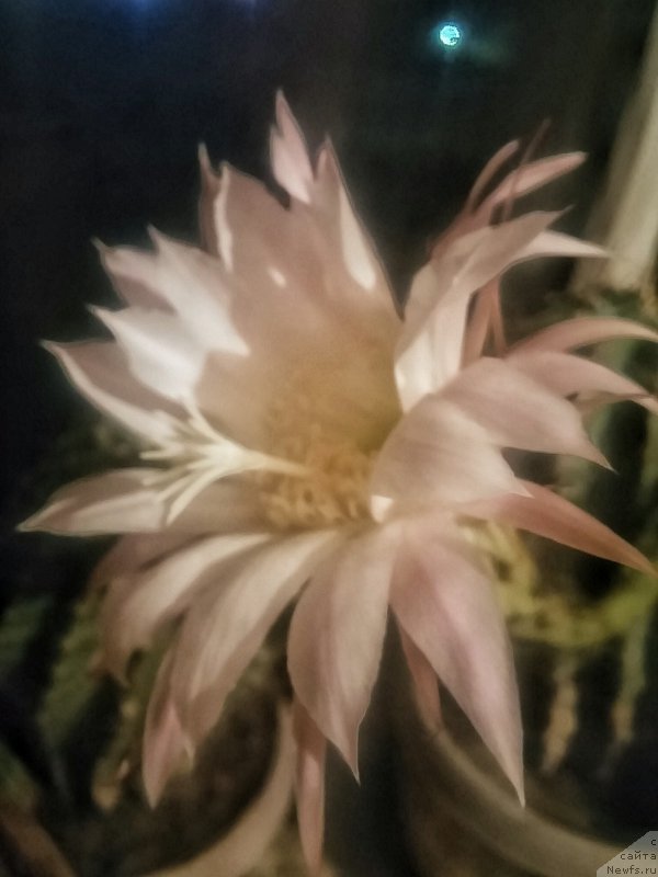 Фотография № 204726