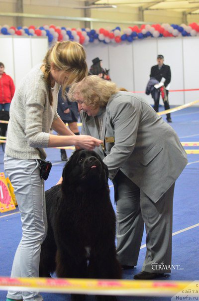 Фото: ньюфаундленд Белкондер-Клаб Ямайка Блю Маунтин (Belkonder-Club Jamaica Blue Mountin)